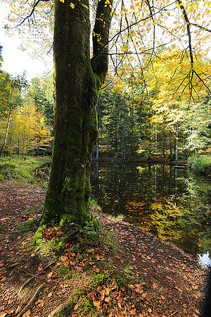 Etang Framboise