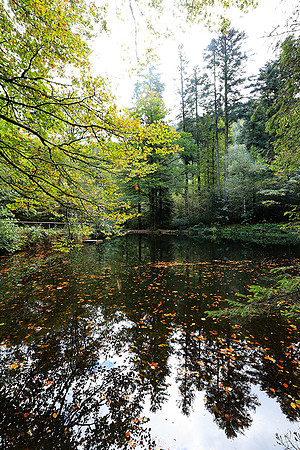 Etang Framboise