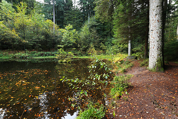 Etang Framboise