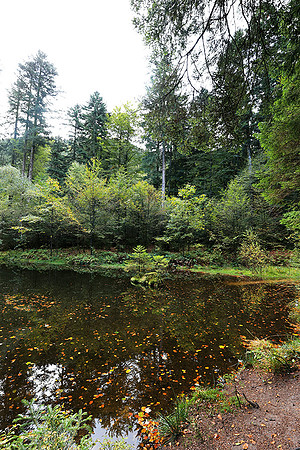 Etang Framboise