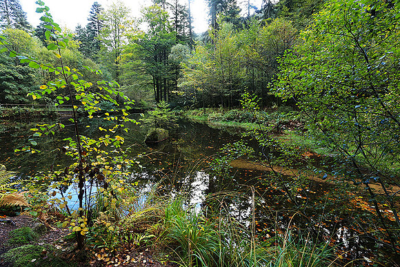 Etang Framboise