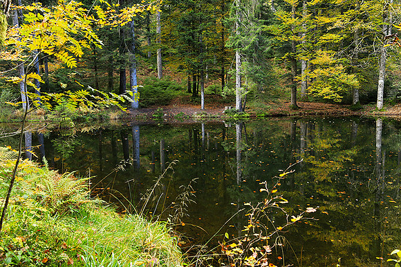 Etang Framboise
