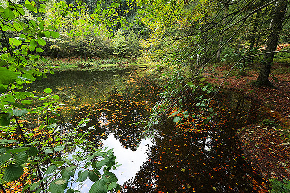 Etang Framboise