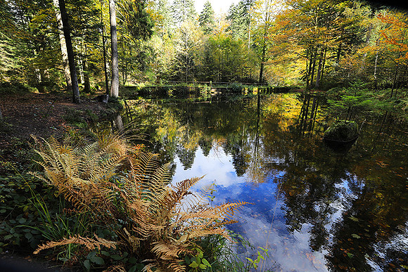 Etang Framboise