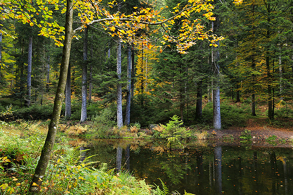 Etang Framboise