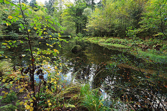 Etang Framboise