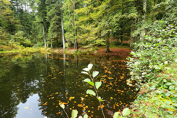 Etang Framboise