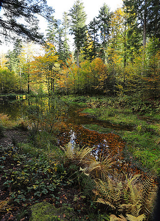 Etang Framboise