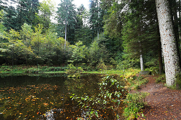 Etang Framboise