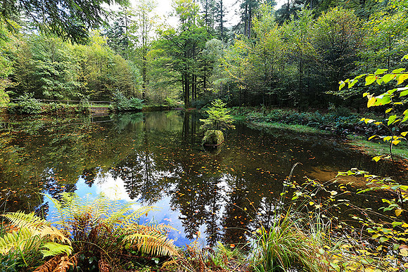 Etang Framboise
