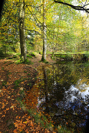 Etang Framboise