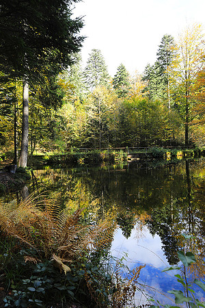 Etang Framboise