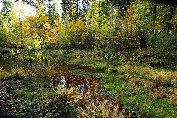 Etang Framboise