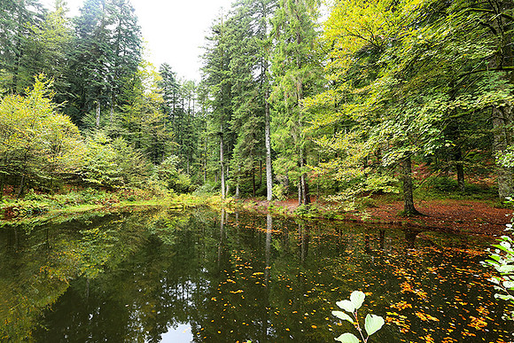 Etang Framboise