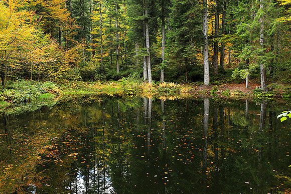 Etang Framboise