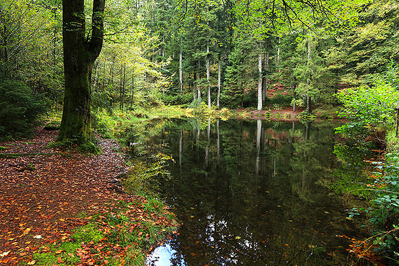 Etang Framboise