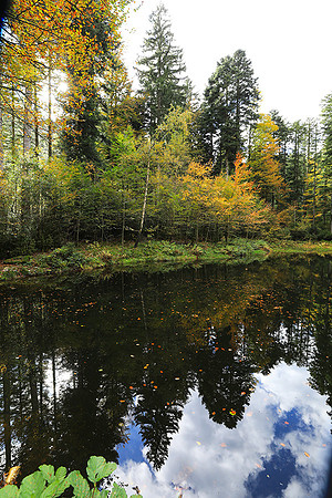 Etang Framboise