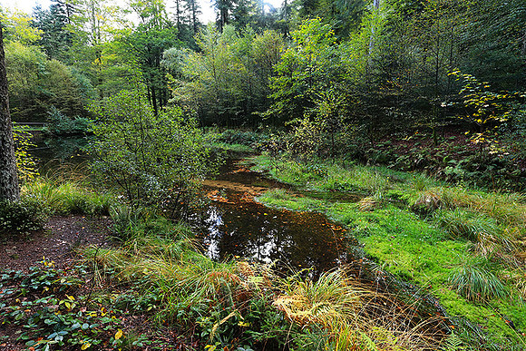 Etang Framboise