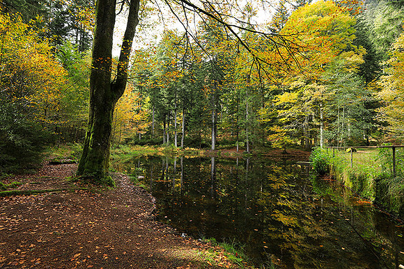 Etang Framboise