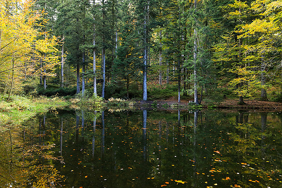 Etang Framboise