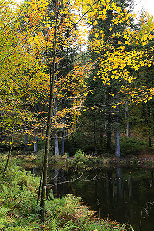 Etang Framboise
