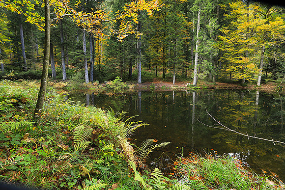 Etang Framboise