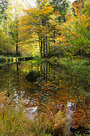 Etang Framboise