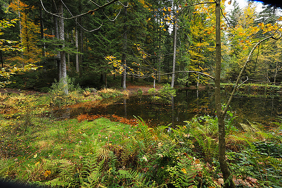 Etang Framboise