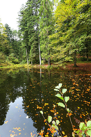 Etang Framboise