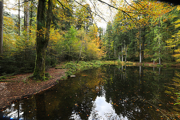 Etang Framboise