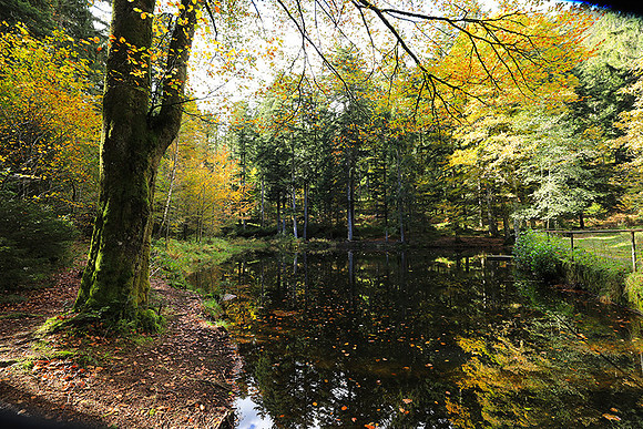 Etang Framboise