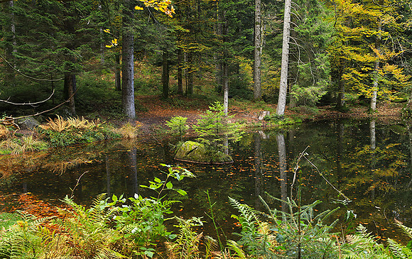 Etang Framboise
