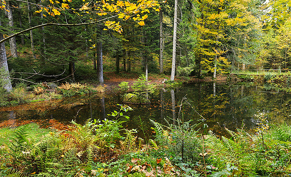 Etang Framboise