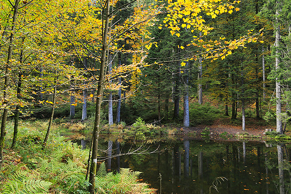 Etang Framboise