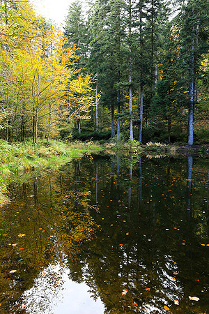 Etang Framboise