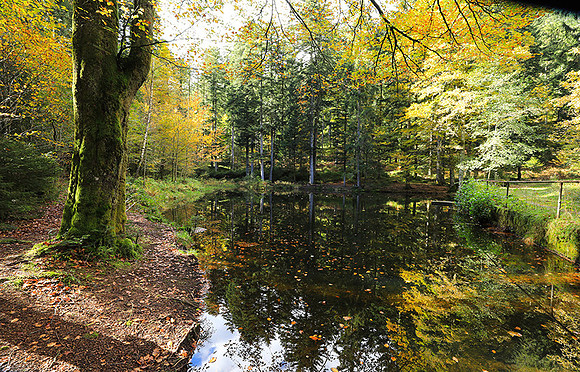 Etang Framboise