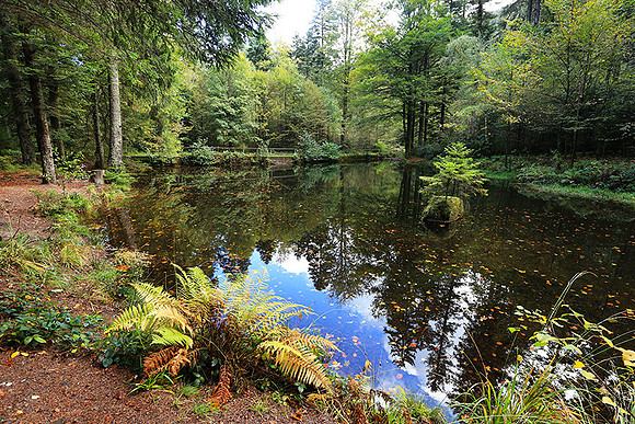 Etang Framboise