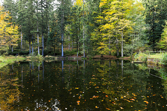 Etang Framboise