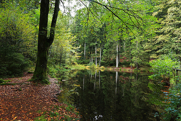 Etang Framboise