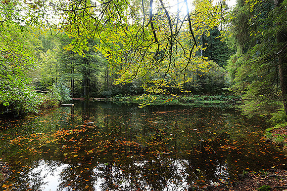 Etang Framboise