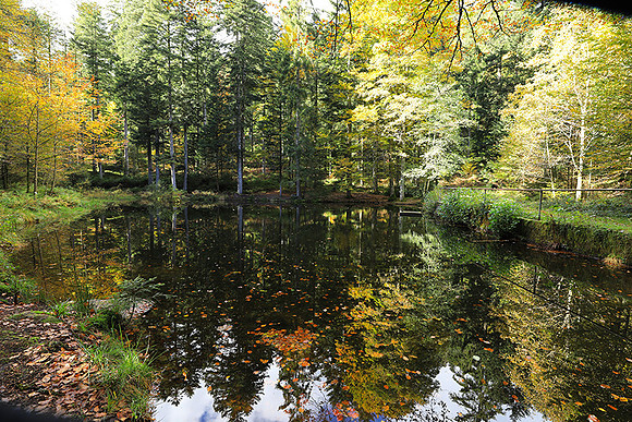 Etang Framboise