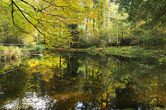 Etang Framboise