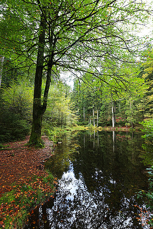 Etang Framboise