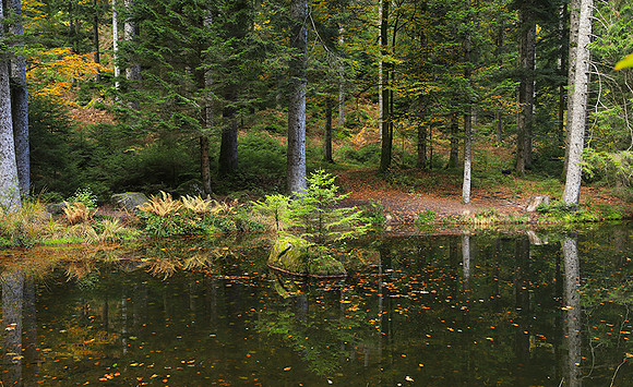 Etang Framboise