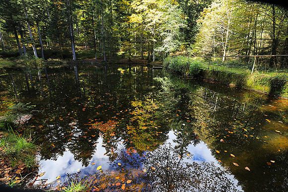 Etang Framboise