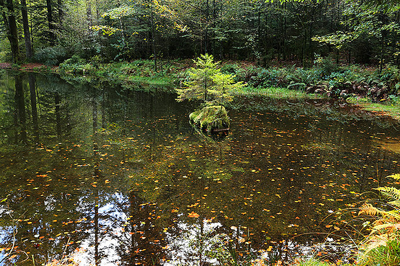 Etang Framboise