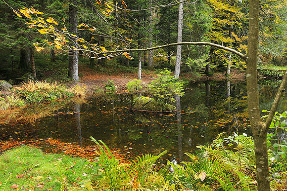 Etang Framboise