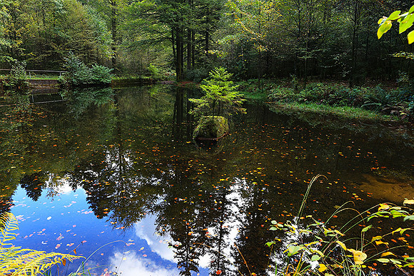 Etang Framboise