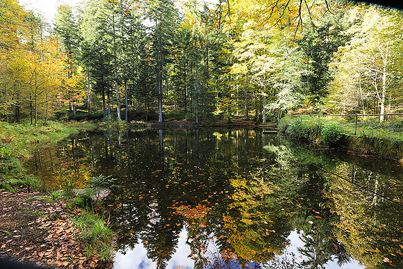 Etang Framboise