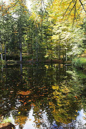 Etang Framboise